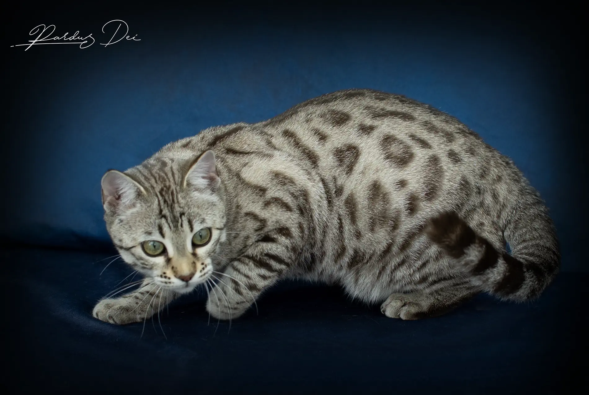 chat bengal